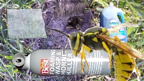Insects like ground bees and wasps follow a similar winter pattern: – Bumblebees. Fat and fuzzy, though female bumblebees hibernate in the winter, their colony members will die with the onset of winter’s cold. – Yellow Jacket Wasps. A residential pest control nuisance, dangerous and aggressive yellow jacket wasps follow the pattern of ...